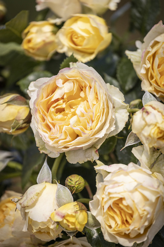 Róża wielkokwiatowa ZAPACH PODSTAWÓWKI®