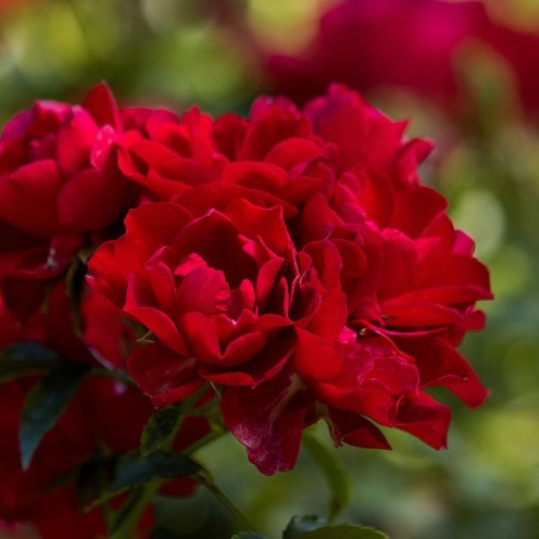 Róża okrywowa CENTRO-ROSE®