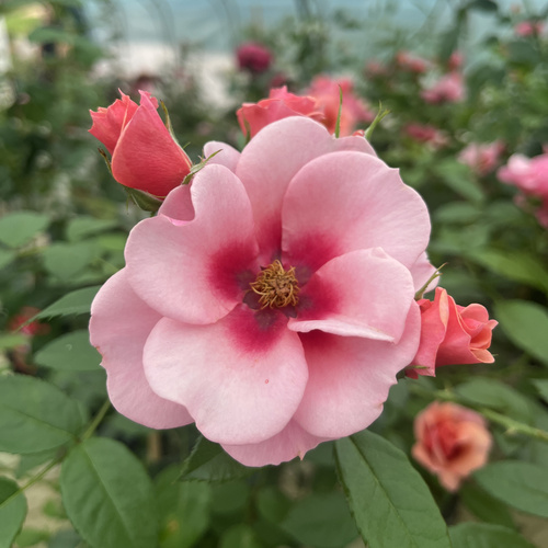 Róża MAESTRO BABYLON EYES®