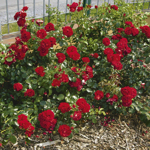 Róża parkowa TORNELLA®