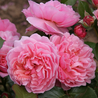 Róża rabatowa ROSEMANTIC PINK®