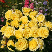 Róża rabatowa SOLERO®