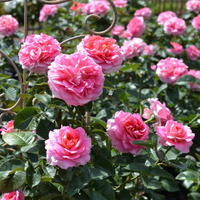 Róża parkowa TIMELINE®