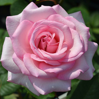 Róża wielkokwiatowa TENDENCE®