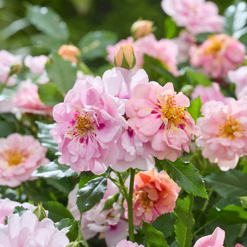 Róża rabatowa AMIROSE®