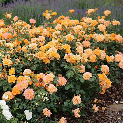 Róża rabatowa WESTZEIT®