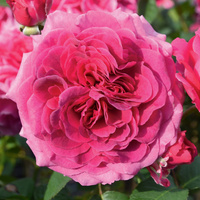 Róża wielkokwiatowa LAUDATIO®