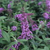 Budleja Dawida PINK DELIGHT C1.5