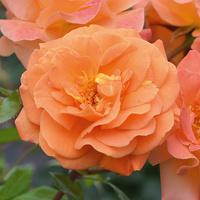 Róża rabatowa WESTZEIT®