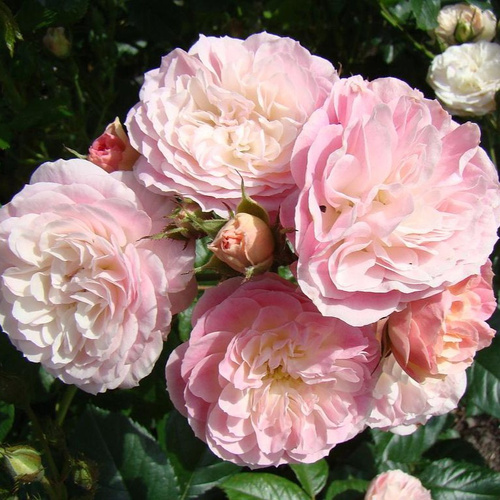 Róża parkowa BOUQUET PARFAIT®