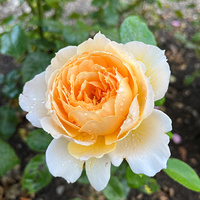 Róża wielkokwiatowa PATRICK DEVEDJIAN®