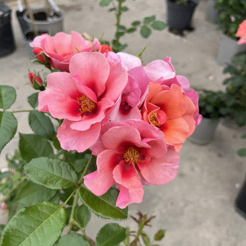 Róża MAESTRO BABYLON EYES®