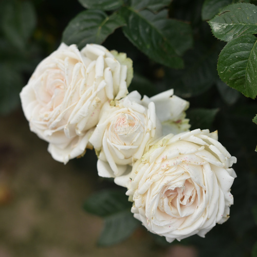 Róża wielkokwiatowa MADAME ANISETTE® Parfuma