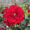 Róża okrywowa CENTRO-ROSE®
