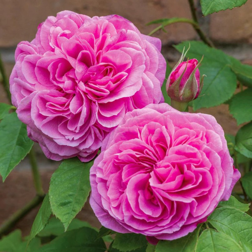 Róża angielska GERTRUDE JEKYLL®