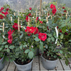 Róża okrywowa CENTRO-ROSE®