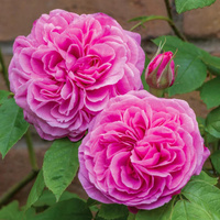 Róża angielska GERTRUDE JEKYLL®