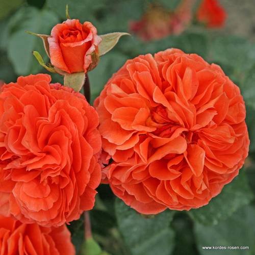 Róża rabatowa ORANGERIE®