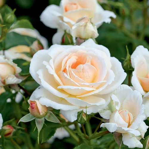 Róża rabatowa ISARPERLE®