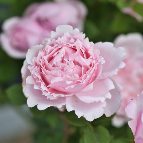 Róża wielkokwiatowa SOPHIE ROCHAS®