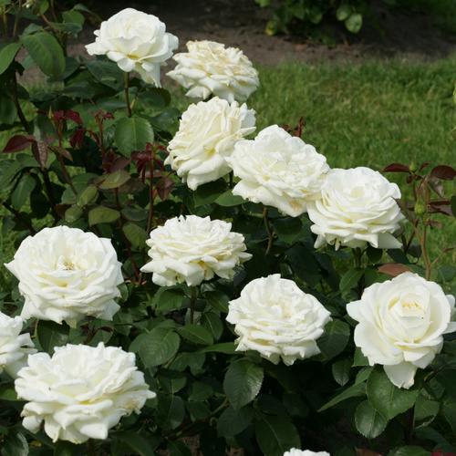 Róża wielkokwiatowa MEMOIRE®