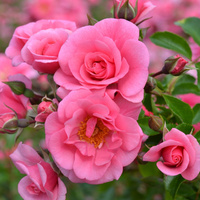 Róża miniaturowa MEDLEY® PINK