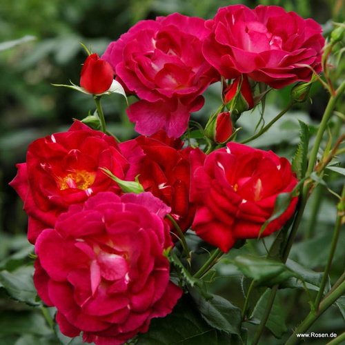 Róża parkowa ILE DE FLEURS®