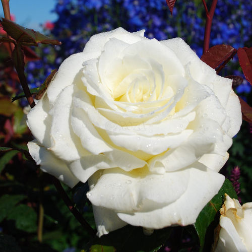 Róża wielkokwiatowa MEMOIRE®