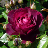 Róża rabatowa PURPLE BREEZE®