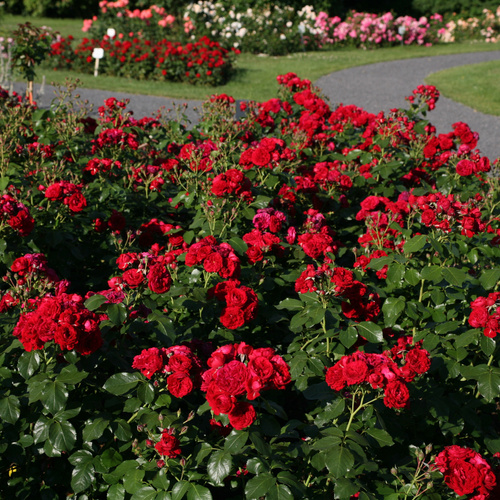 Róża rabatowa ROTKAPPCHEN®