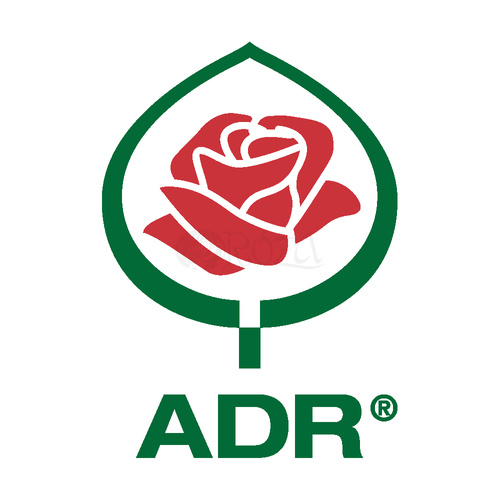 Róża parkowa ILE DE FLEURS®
