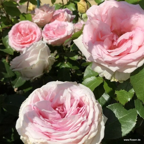 Róża wielkokwiatowa MEINE ROSE®