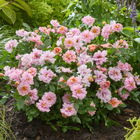 Róża rabatowa AMIROSE®