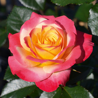 Róża rabatowa EUPHORIA®