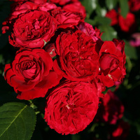 Róża rabatowa ROTKAPPCHEN®