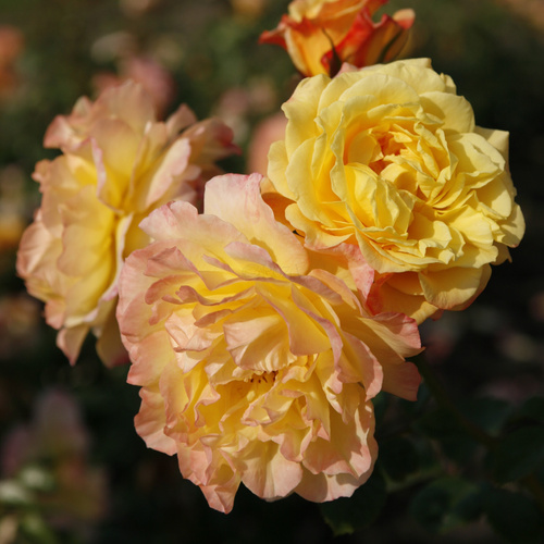 Róża pnąca MOONLIGHT®