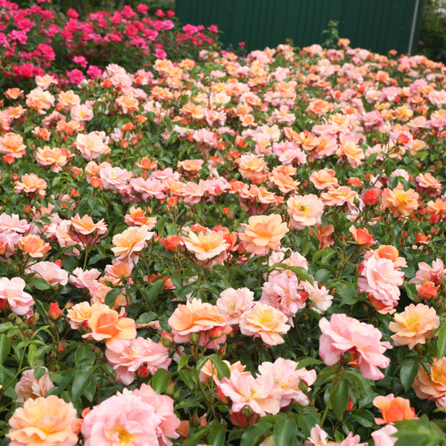 Róża rabatowa APRIKOLA®