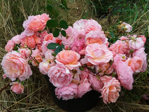 Róża pnąca WINTERFELL®