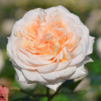 Róża wielkokwiatowa AUDIENZ®