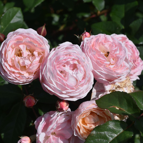 Róża pnąca NEW DREAMS®