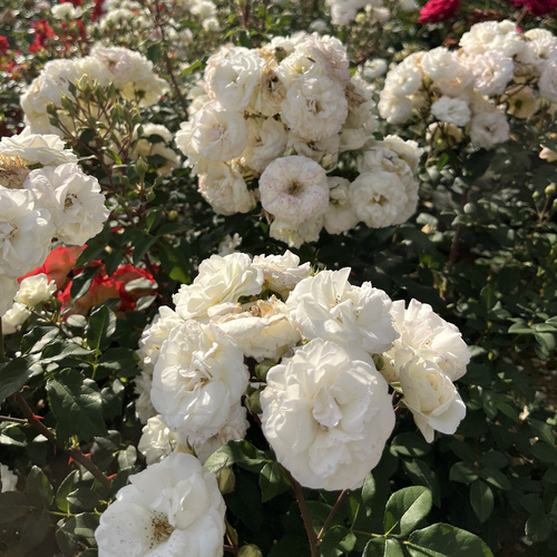 Róża rabatowa MIDSUMMERSNOW®