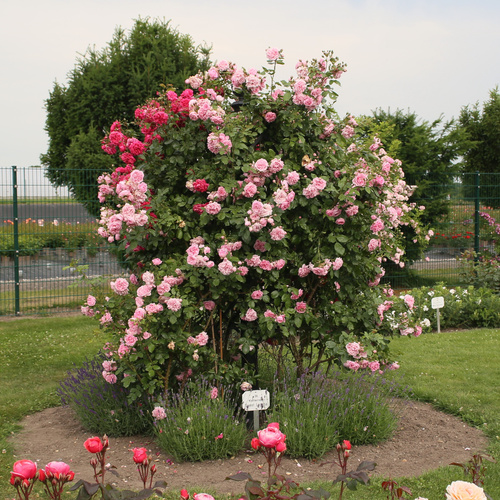 Róża pnąca SWEET LAGUNA®