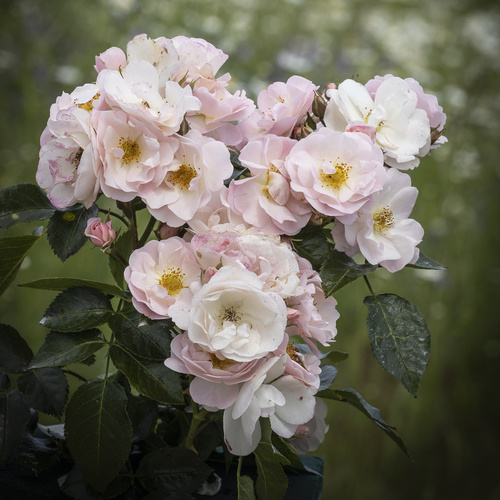 Róża parkowa CUKROWA WATA®