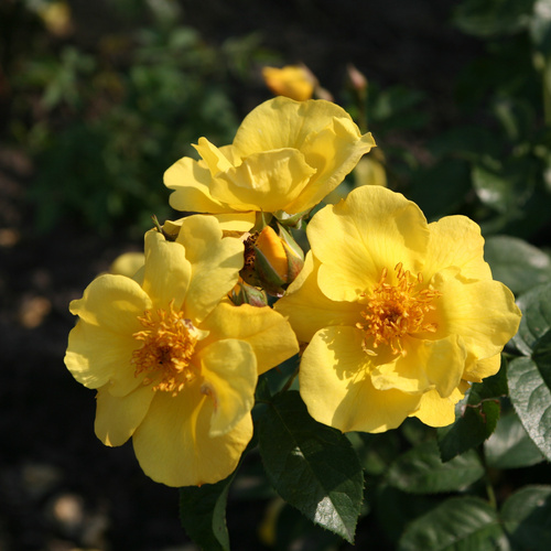 Róża rabatowa LEMON FIZZ®