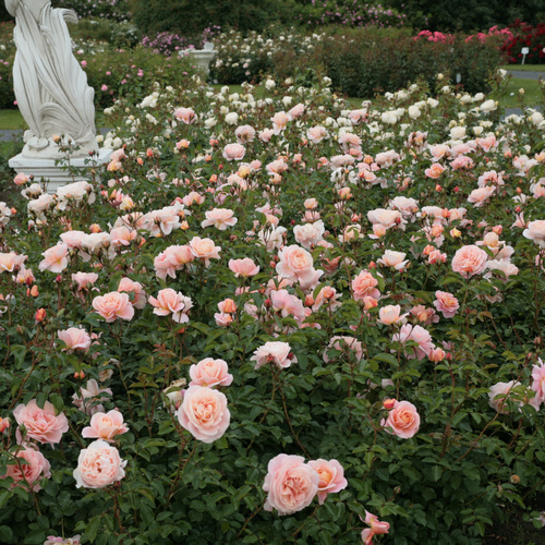 Róża rabatowa SANGERHAUSER JUBILAUMSROSE®