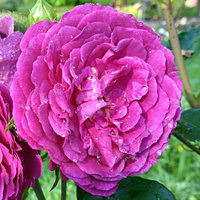 Róża rabatowa PURPLE EDEN®
