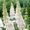 Budleja Dawida WHITE PROFUSION C1.5