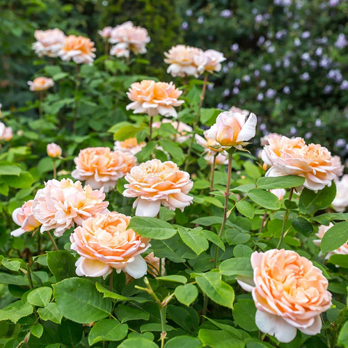 Róża angielska THE LADY GARDENER®