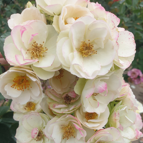 Róża parkowa TAŃCZĄCE RUSAŁKI®