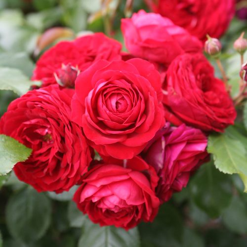 Róża rabatowa ROTKAPPCHEN®